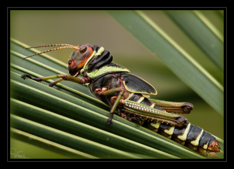 Guyane_5248web.jpg
