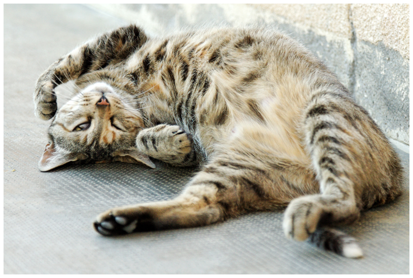 Minette_6431w.jpg