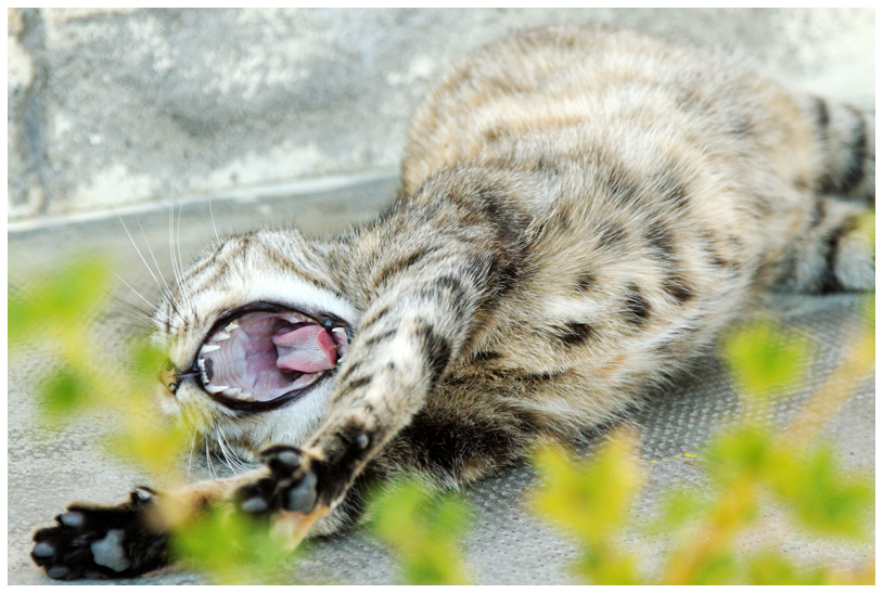 Minette_6442w.jpg