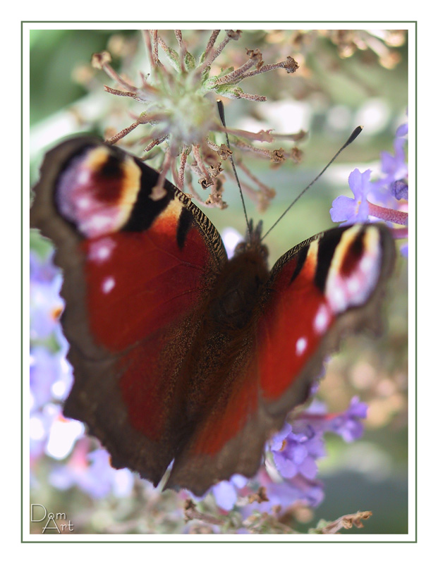 Papillon1.jpg