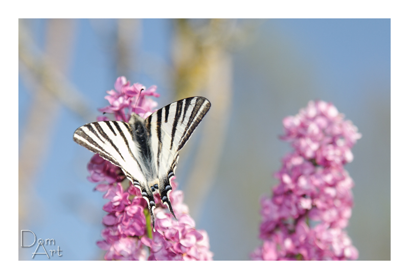 StBent_4152web.jpg - Lilas et Papillon