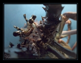 Langouste
