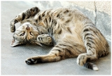 Minette_6431w