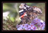 Papillon2