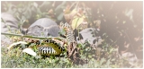 Saligues_6485web