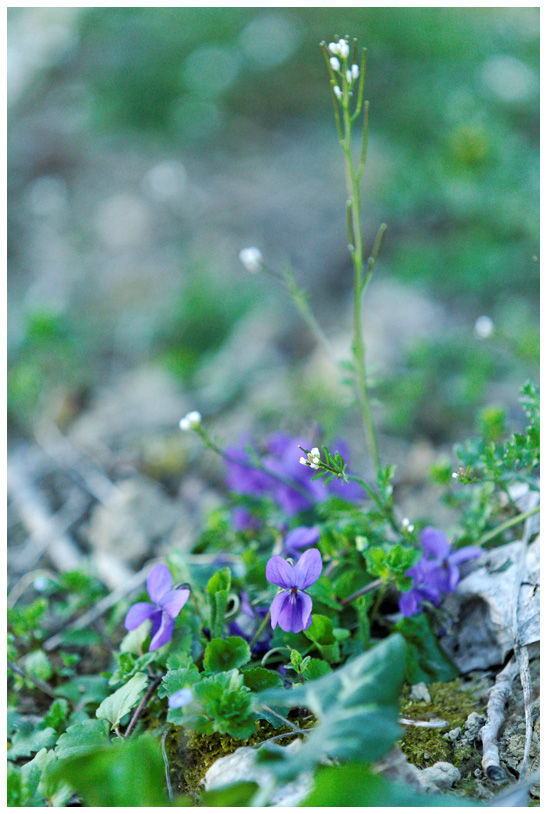 Campagne_7308web.jpg