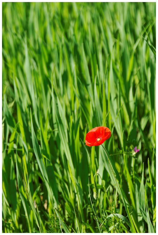 Campagne_8724web.jpg