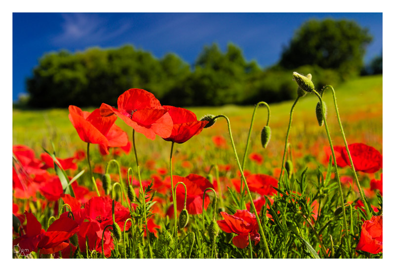 Coquelicots_Gers.jpg