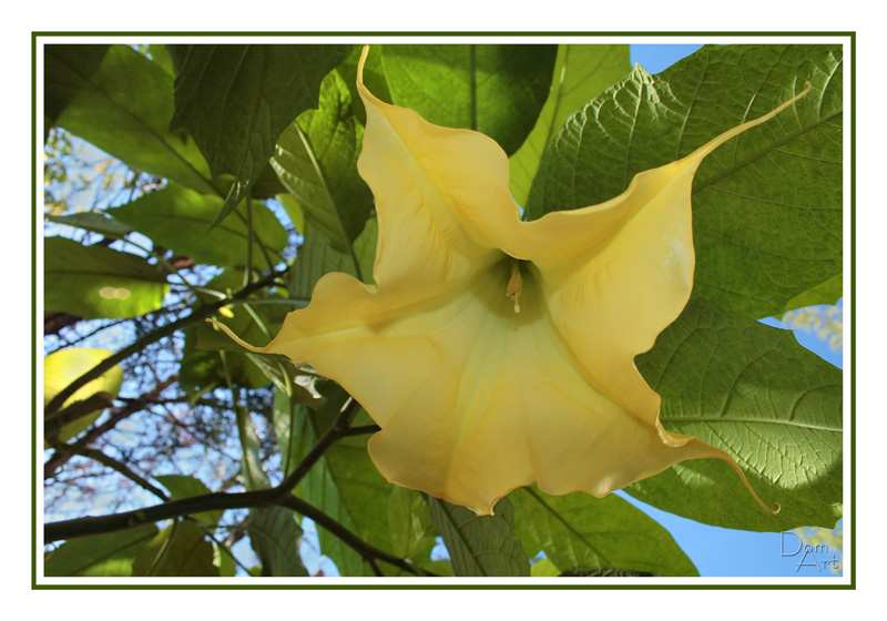 Datura.jpg