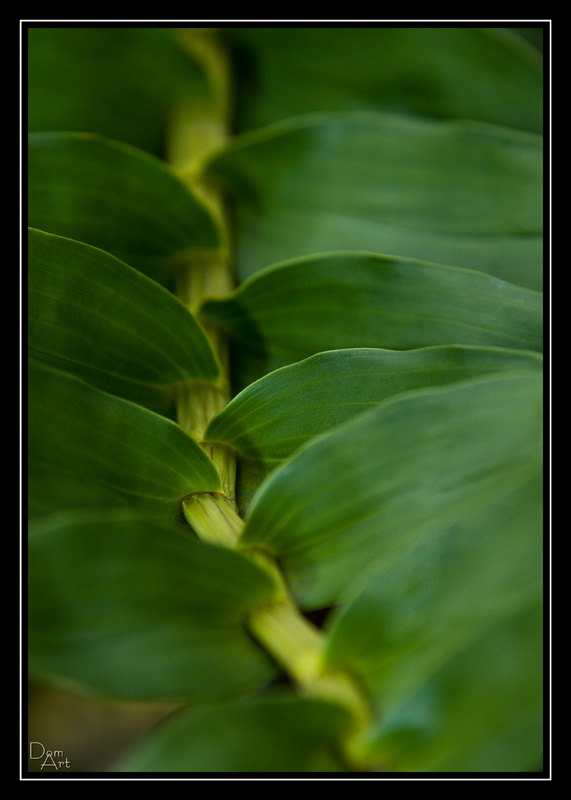 Feuilles2.jpg