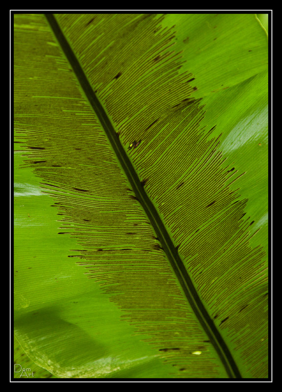 Feuilles4.jpg