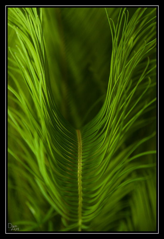 Feuilles5.jpg