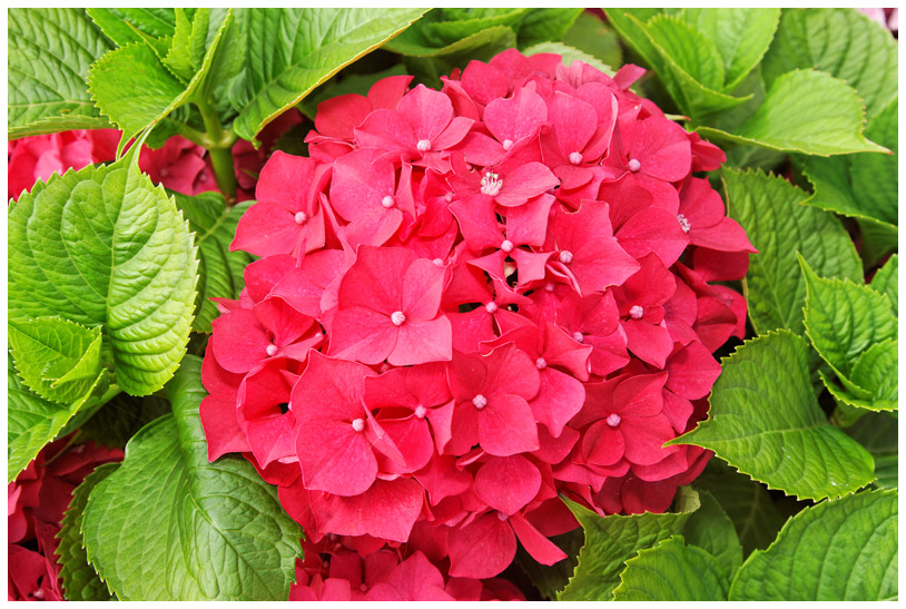 Fleurs_0691web.jpg