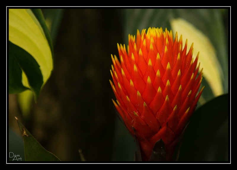 Fleurs_9983jpg.jpg