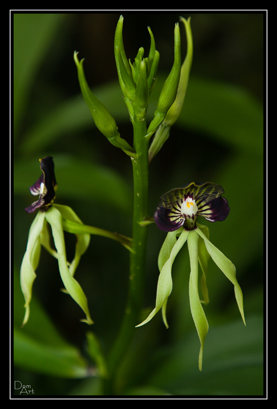 Fleurs_9999_1.jpg
