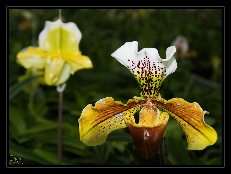 Fleurs_9999_48.jpg