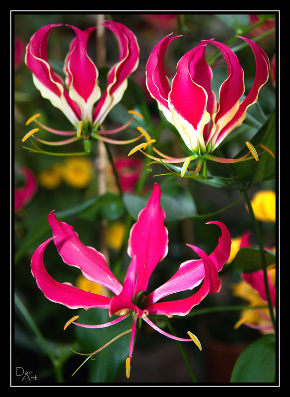 Fleurs_9999_58.jpg