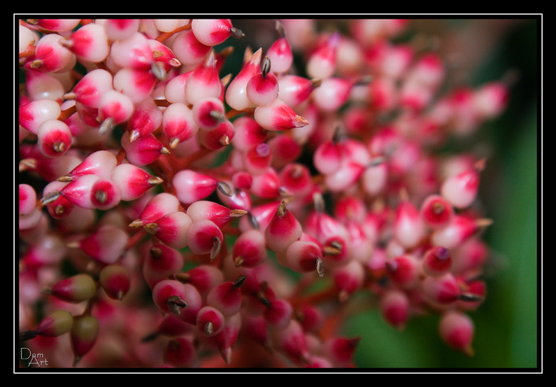 Fleurs_coeurs.jpg