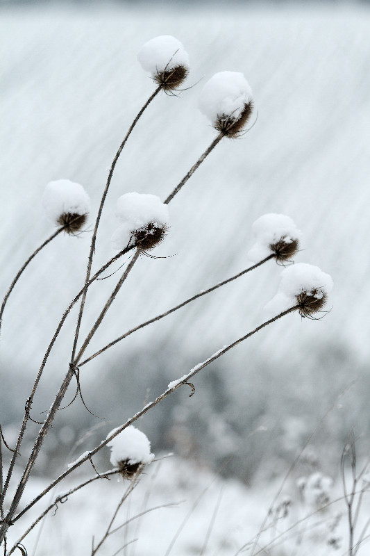 Neige_7607.jpg