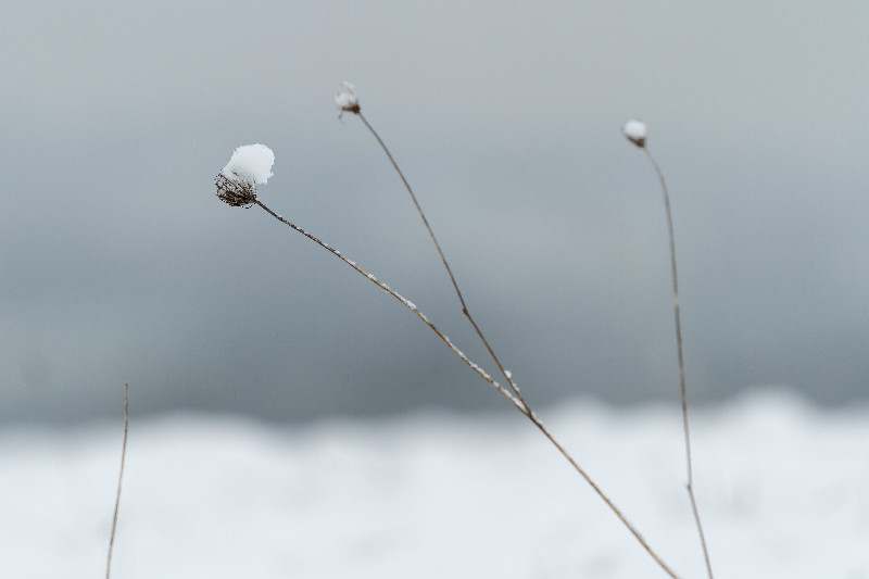 Neige_7683.jpg