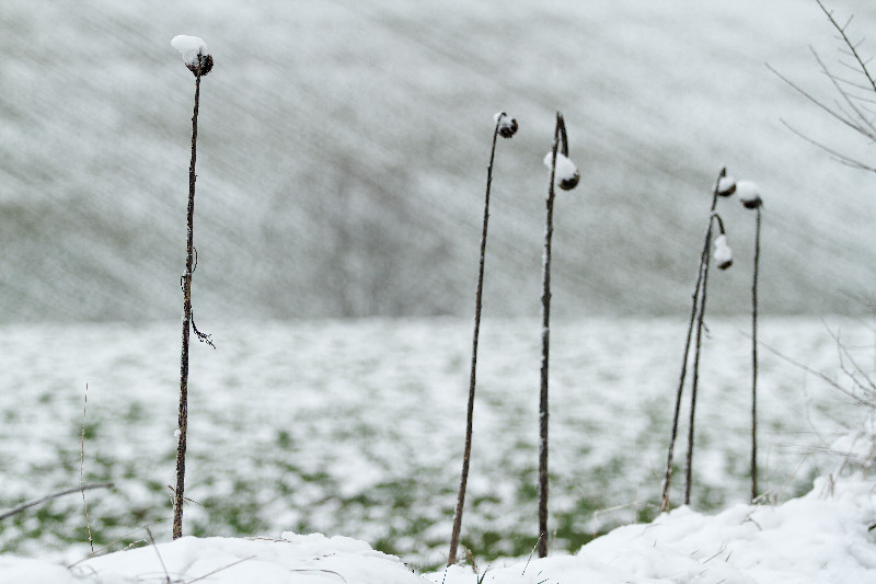 Neige_7721.jpg