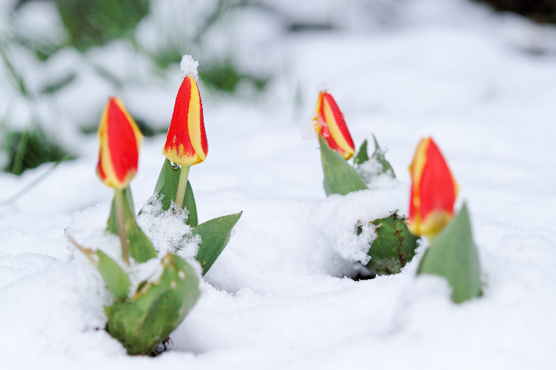 Neige_7772.jpg
