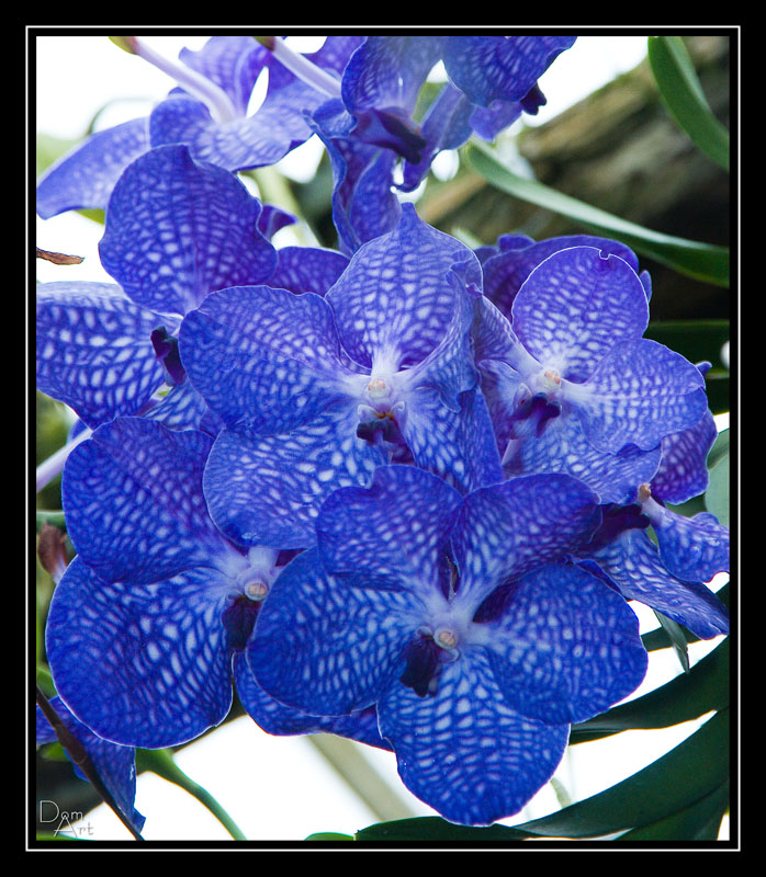 Orchidee2.jpg