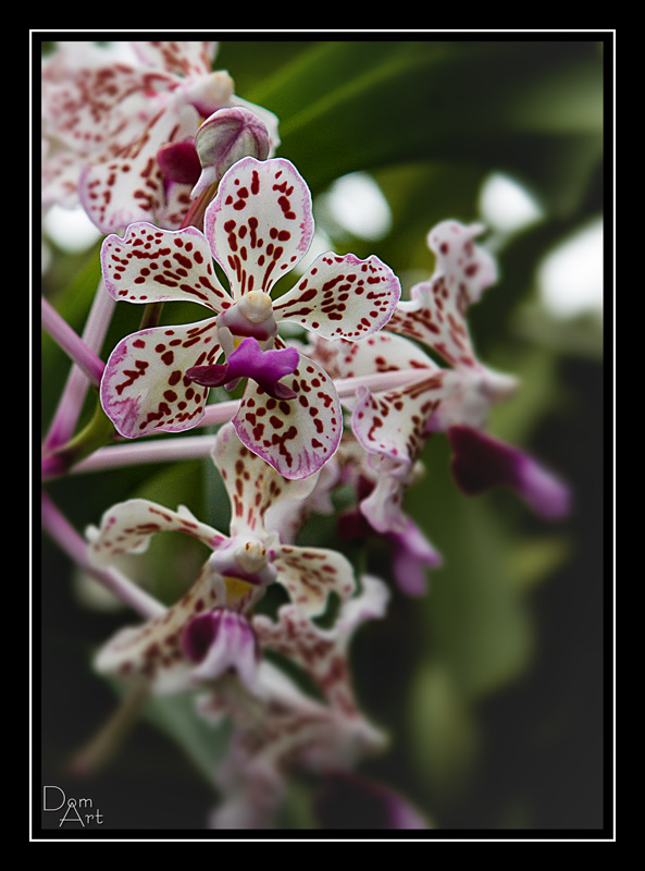 Orchidee3.jpg