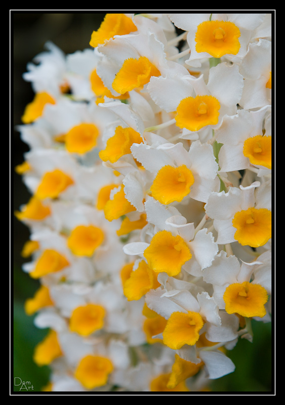 Orchidee6.jpg