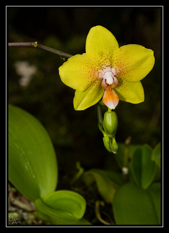 Orchidee9.jpg