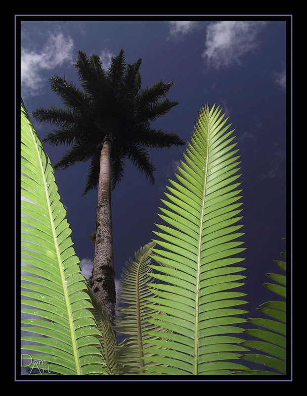 Palm.jpg