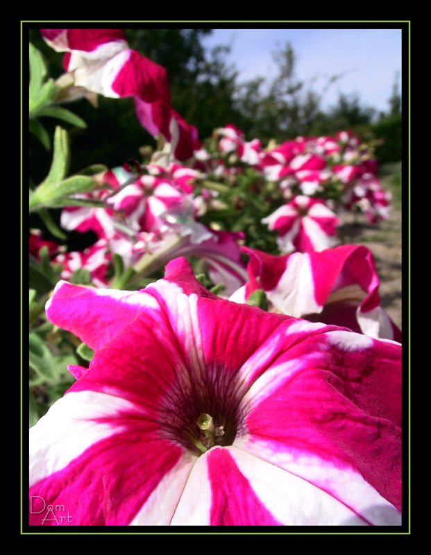 Petunia.jpg
