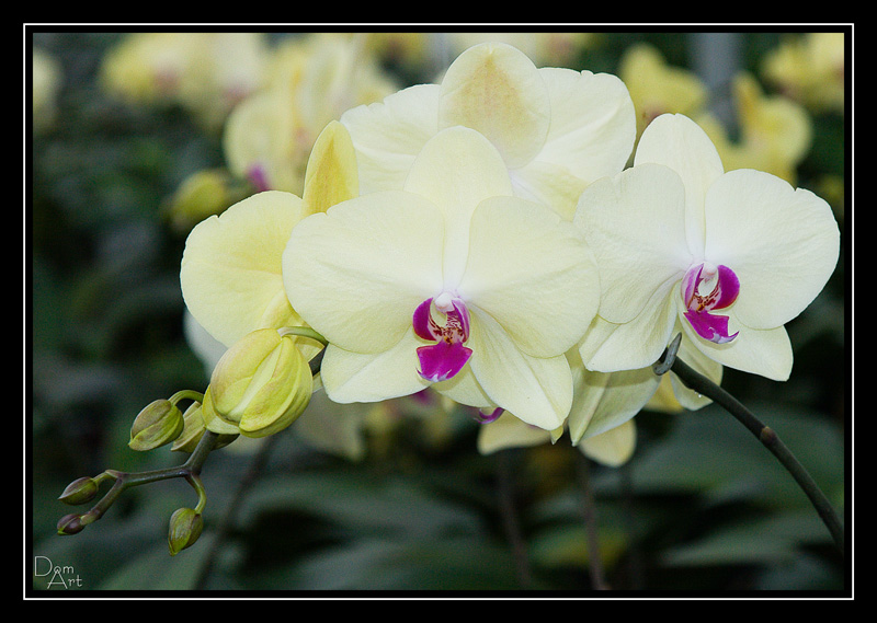 Phalenopsis1.jpg