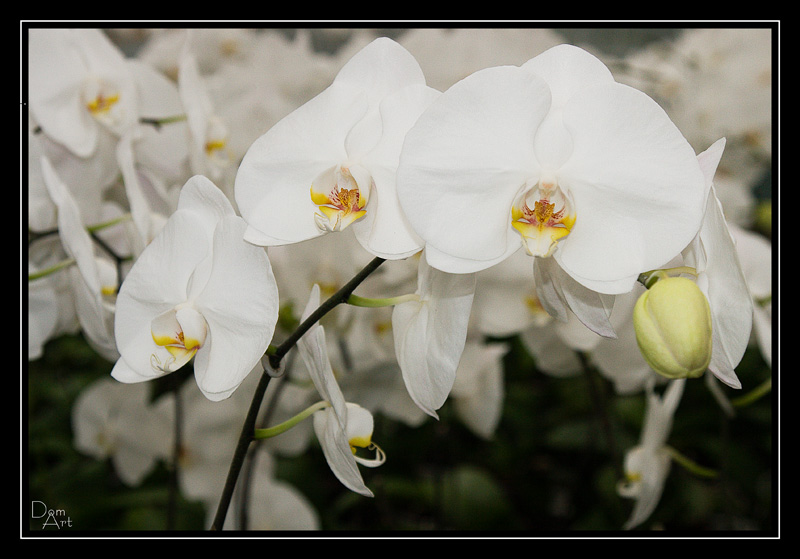 Phalenopsis2.jpg
