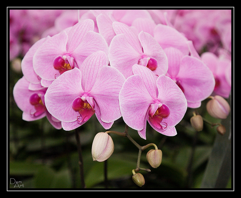 Phalenopsis3.jpg