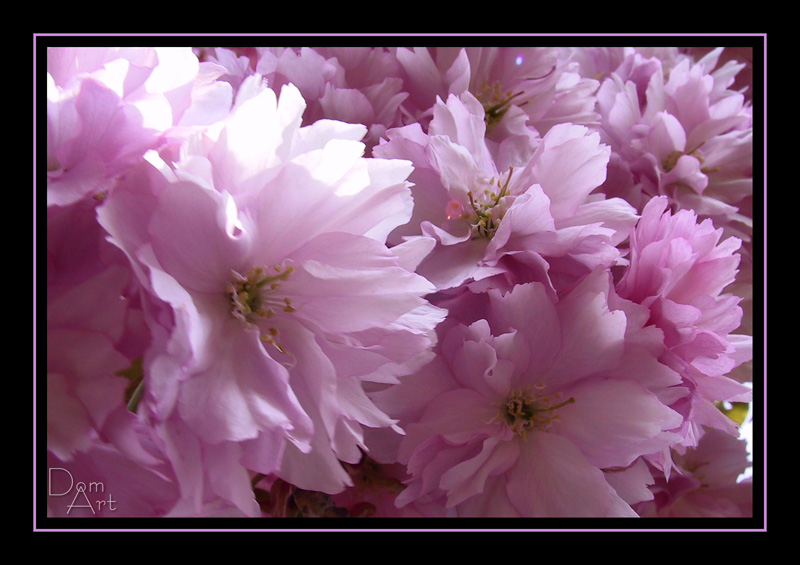 Prunus.jpg