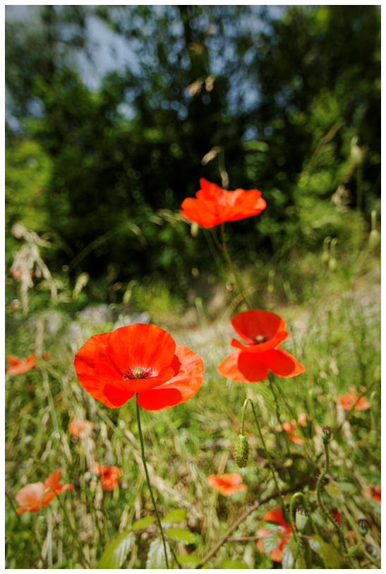 StBent_2009web.jpg