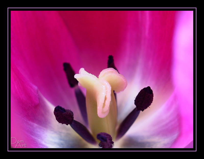 Tulipe.jpg