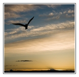Ciel-et-goeland_2325web