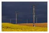 Colza_1279web