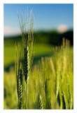 EnLaurenc_2004web