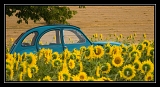 Tourn_0356web