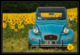 Tourn_0358web