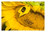 Tourn_0372web
