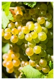 Vignes_0315web