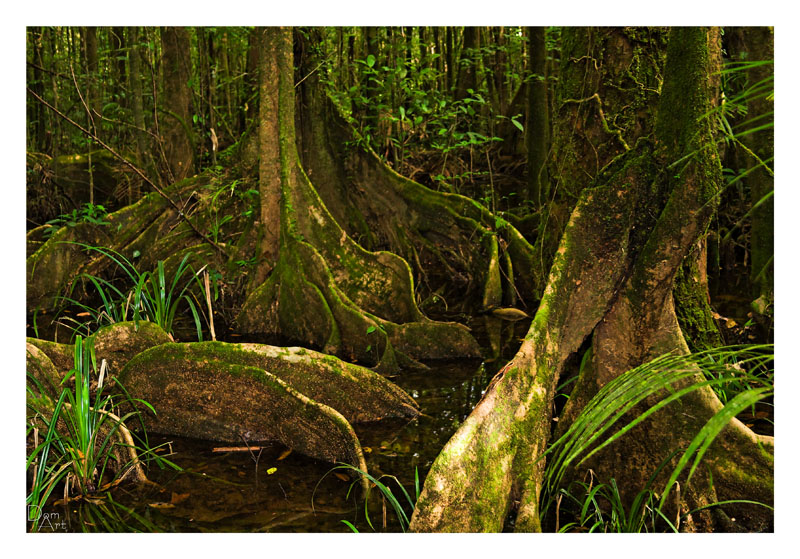 Guyane_5397web.jpg