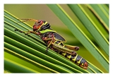 Guyane_5248_DXOweb