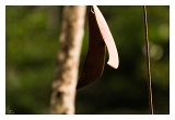 Guyane_5262web