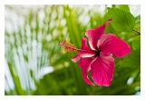 Guyane_5273web