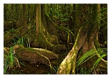 Guyane_5397web